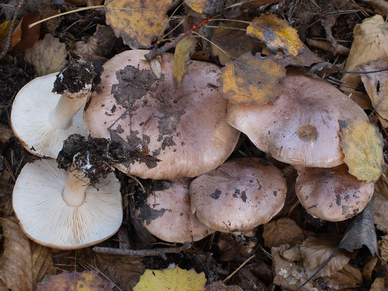 Tricholoma populinum